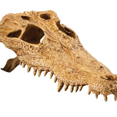 Exo Terra Crocodile Skull Terrarium Decor