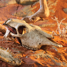 Exo Terra Buffalo Skull Terrarium Decor