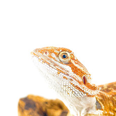 Captive Bred Super Red Bearded Dragon SM