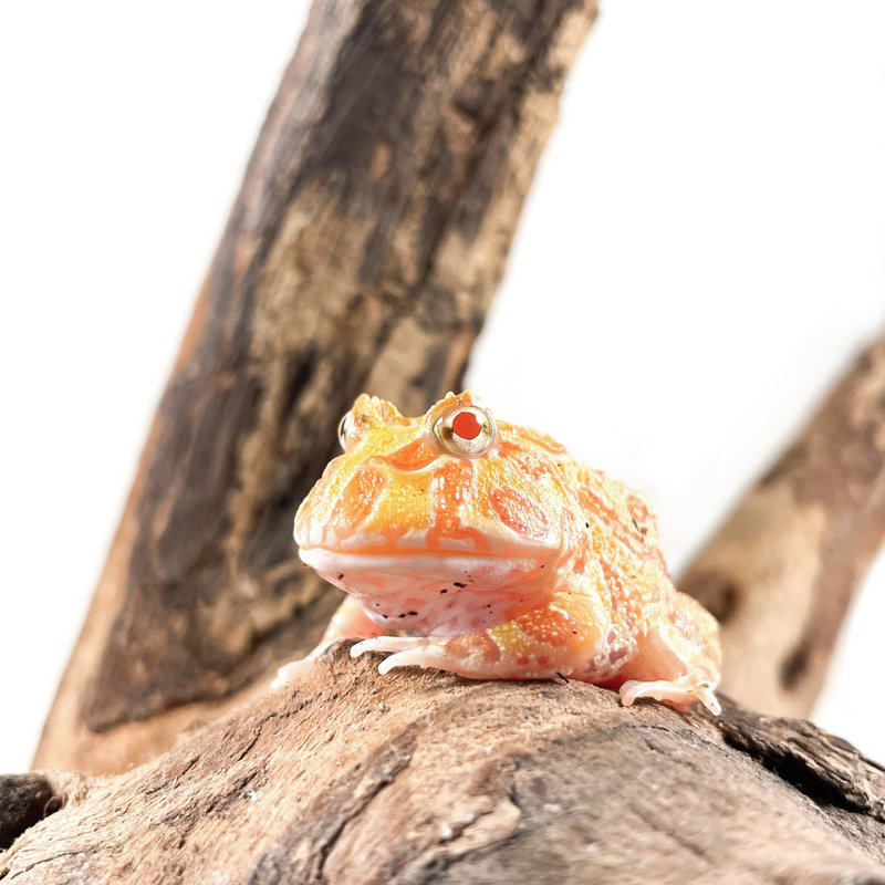 Captive Bred Albino Pacman Frog Baby (1"-1.5")