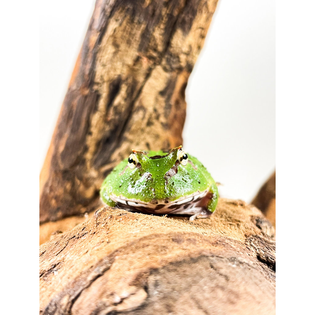 Captive Bred Green Pacman Frog Baby (1"-1.5")