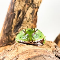 Captive Bred Green Pacman Frog Baby (1"-1.5")