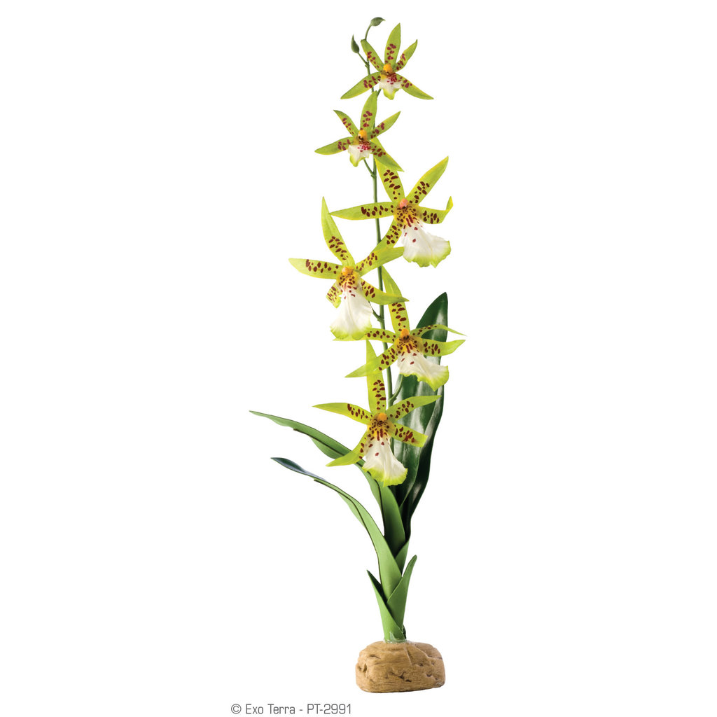 Exo Terra Spider Orchid Plant Decoration
