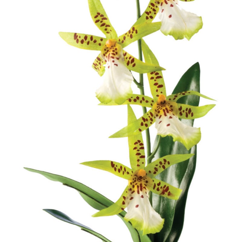 Exo Terra Spider Orchid Plant Decoration