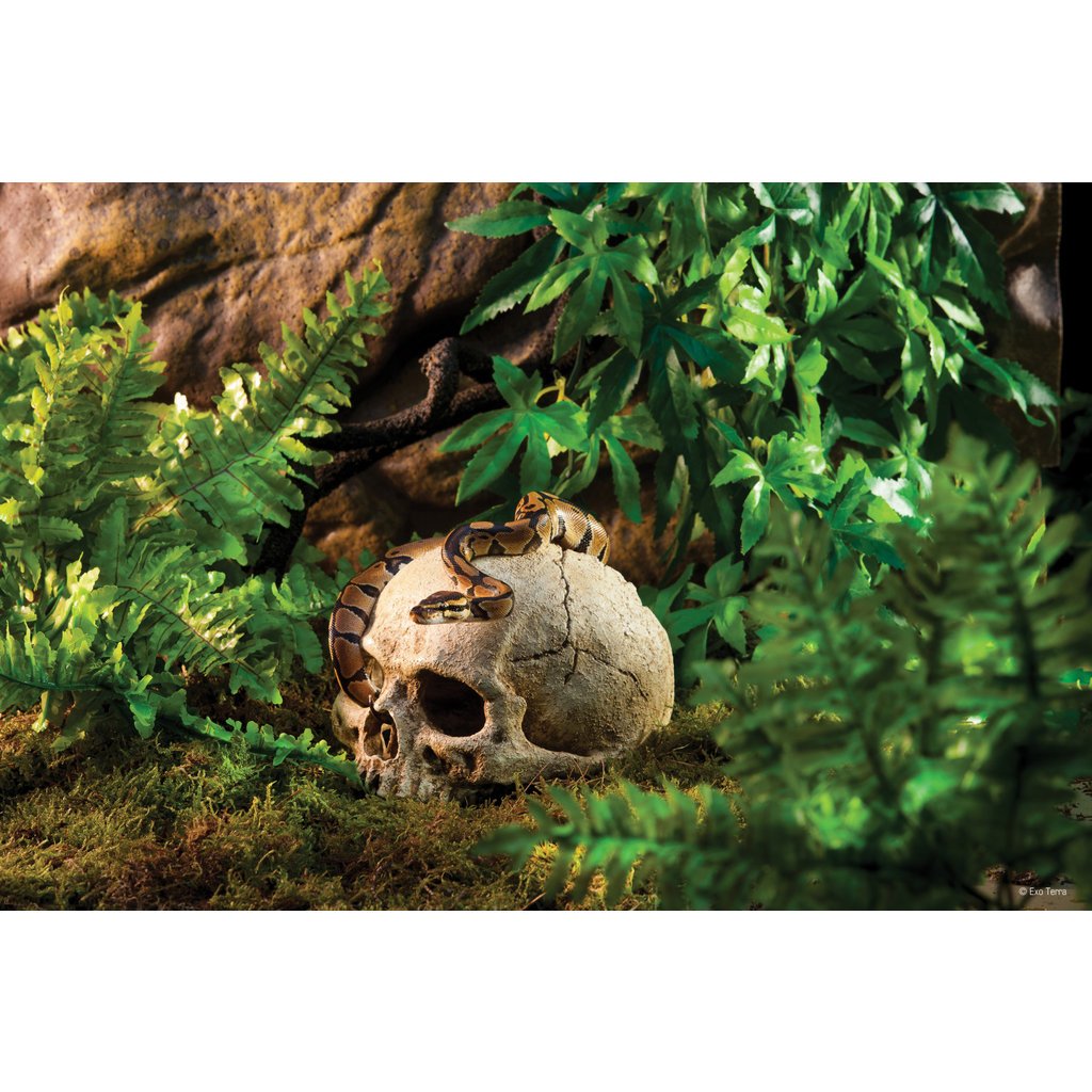 Exo Terra Primate Skull Terrarium Decor