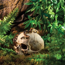 Exo Terra Primate Skull Terrarium Decor