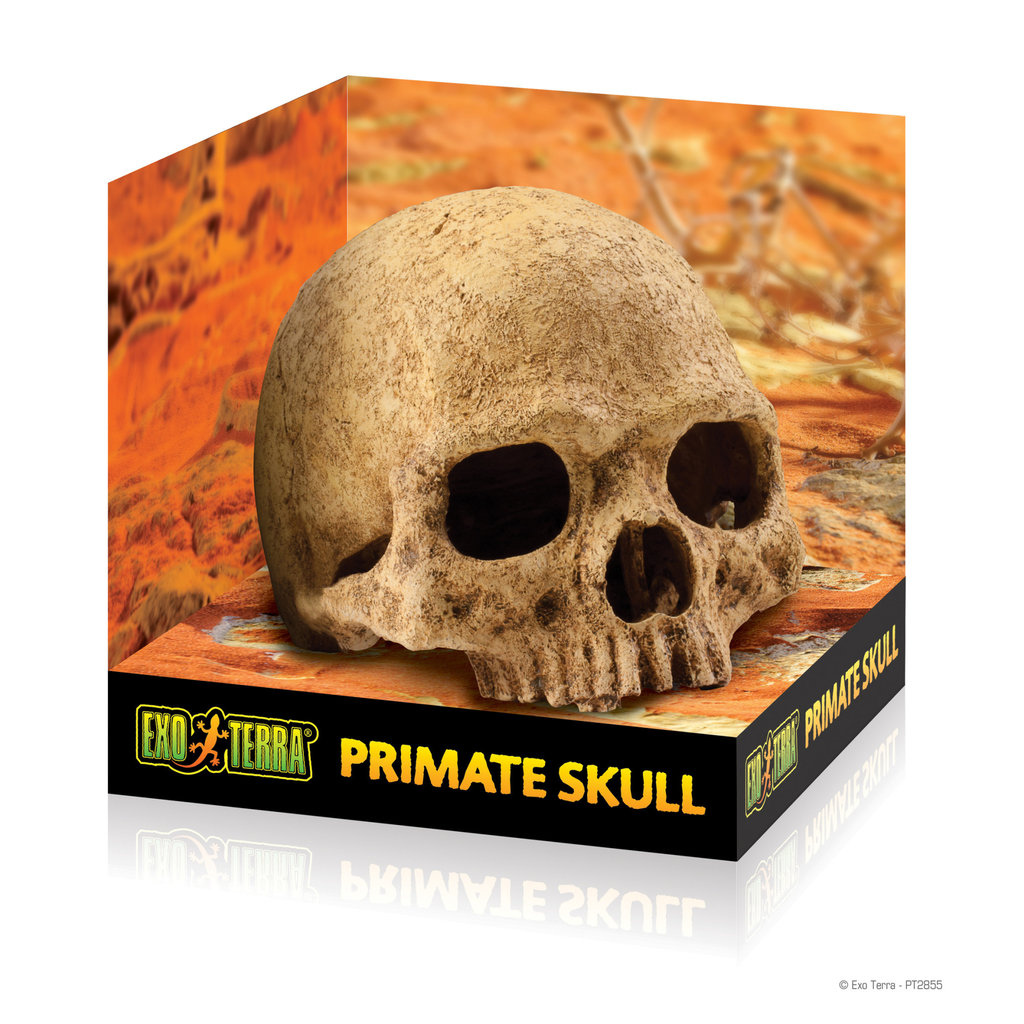 Exo Terra Primate Skull Terrarium Decor