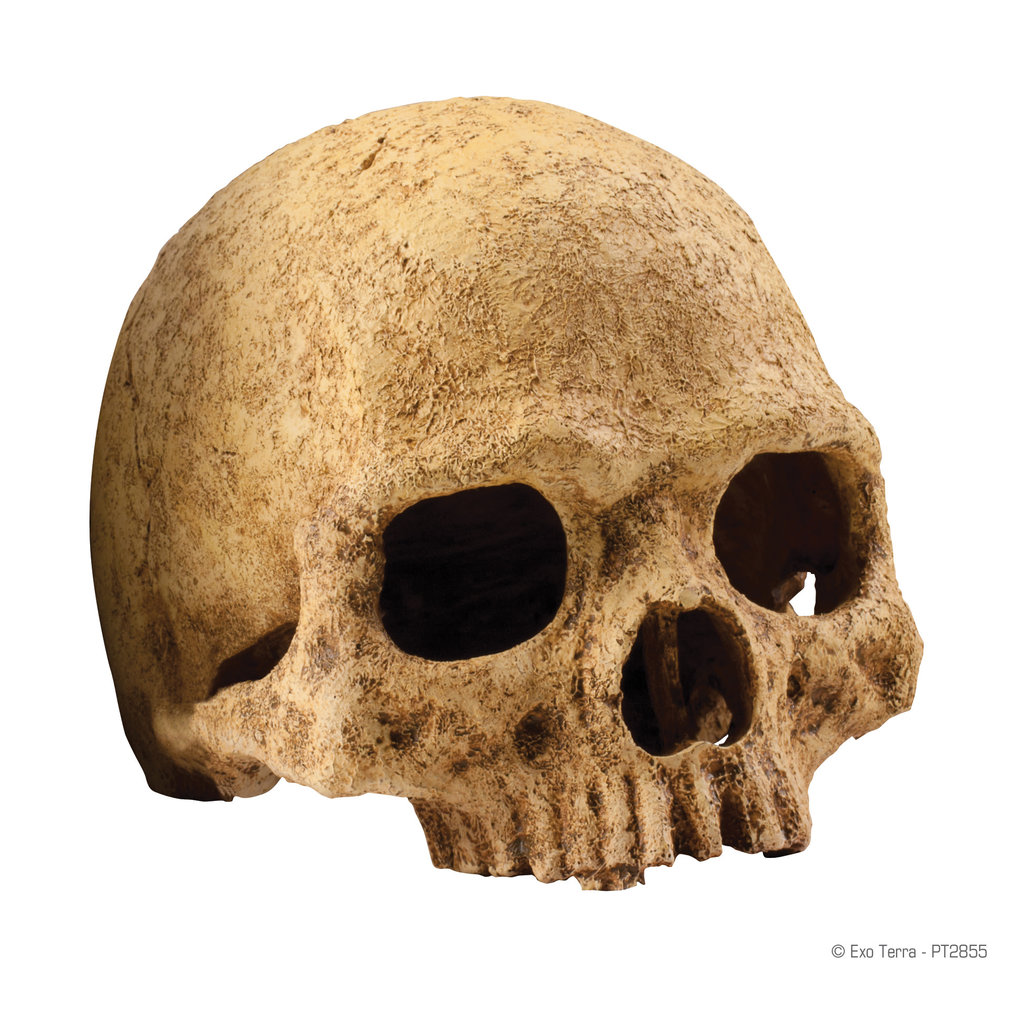 Exo Terra Primate Skull Terrarium Decor