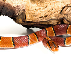 Captive Bred Broad-Banded Mountain Rat Snake (18452)