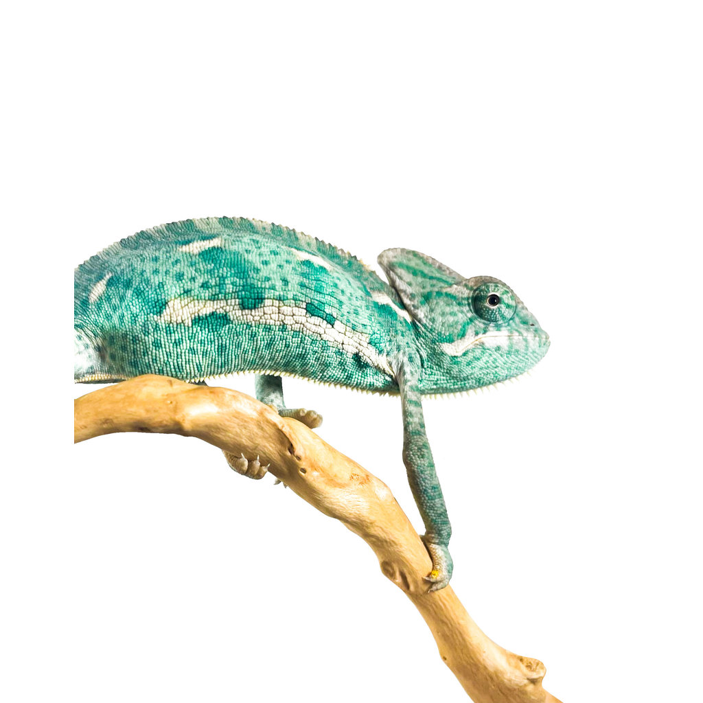 Captive Bred Veiled Chameleon (Male) Juvenile SM (3"-4")