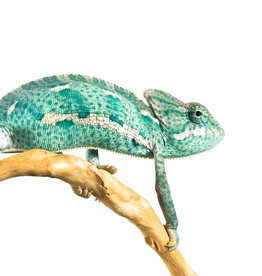 Captive Bred Veiled Chameleon (Male) Juvenile SM (3"-4")