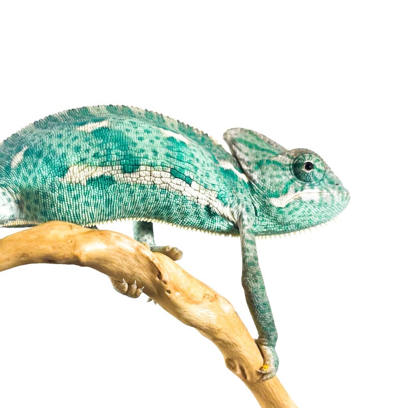 Captive Bred Veiled Chameleon (Male) Juvenile SM (3"-4")