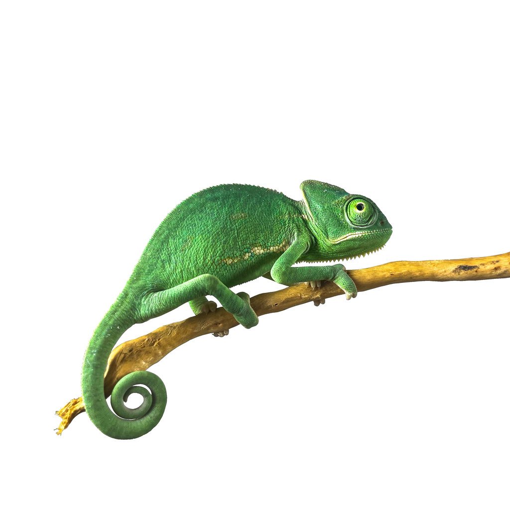 How Much is a Pet Chameleon?