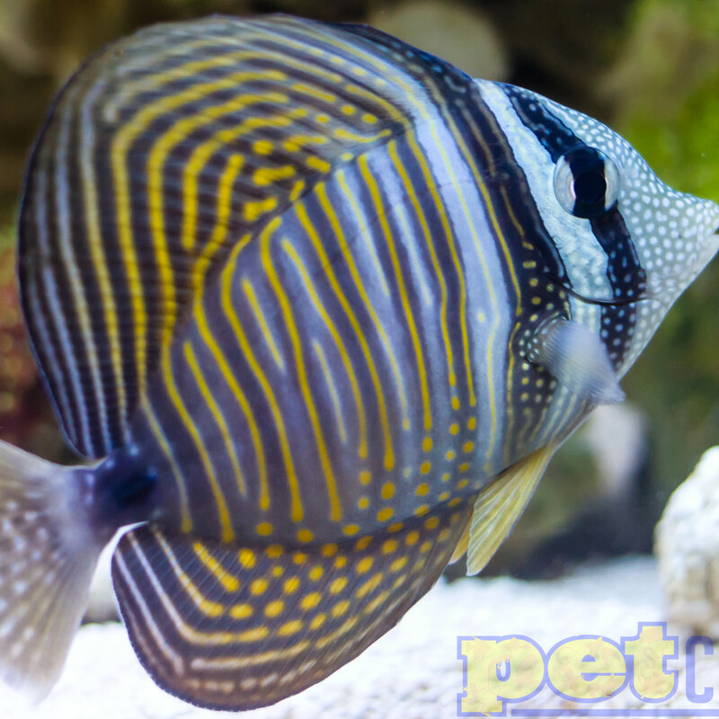 Desjardini Sailfin Tang MD