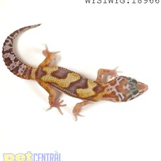 Captive Bred Tremper Albino Leopard Gecko Juvenile (4"-6") (18966)