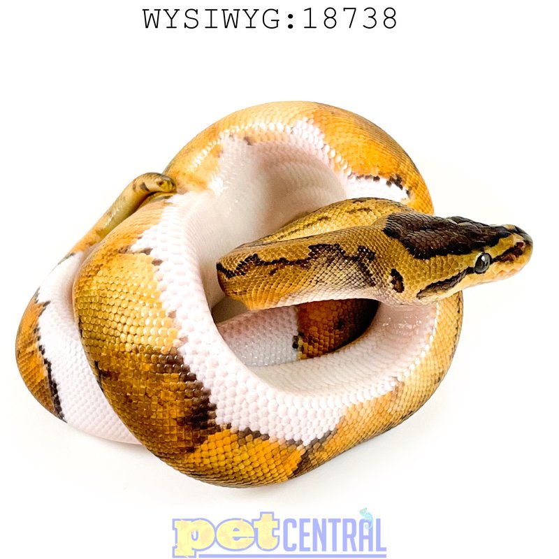 Captive Bred Pinstripe Pied (Low White) Ball Python Baby (18738)