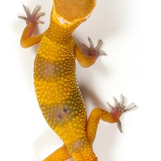 Captive Bred Leopard Gecko Juvenile (4"-6") (19070)