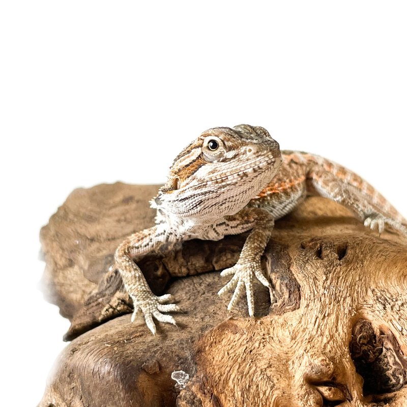 Captive Bred Premium Red Bearded Dragon Baby (4"-6")