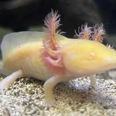 Captive Bred Golden Albino Axolotl Juvenile (2"-4")