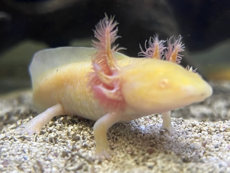 Axolotl Diet Pellets - Pet Central