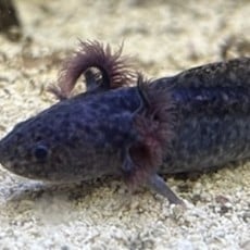 Captive Bred Axanthic Axolotl Juvenile (2"-4")
