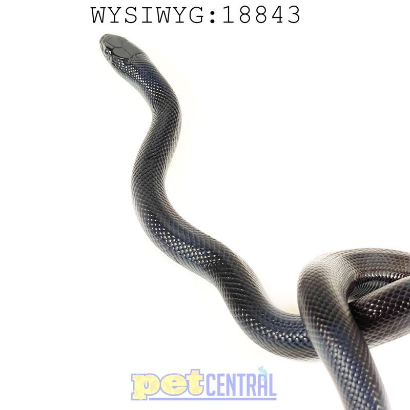 Captive Bred Mexican Black King Snake Baby (18843)