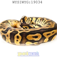 Captive Bred Pastel Enchi Leopard Ball Python (Male) Juvenile (18") (19034)