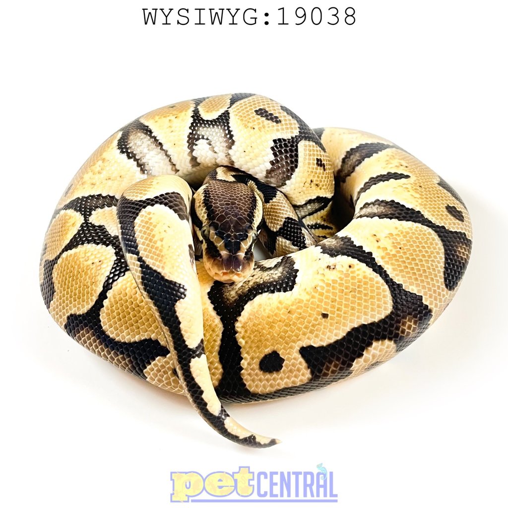 Captive Bred Pastel Enchie Ball Python (Female) Juvenile (24") (19038)