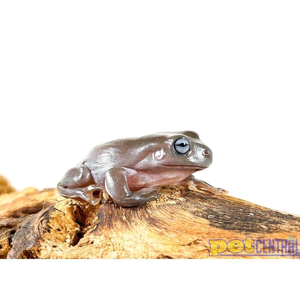 Captive Bred Australian Blue Eyed White's Tree Frog Baby (1")