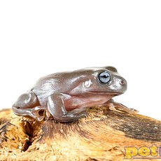 Captive Bred Australian Blue Eyed White's Tree Frog Baby (1")