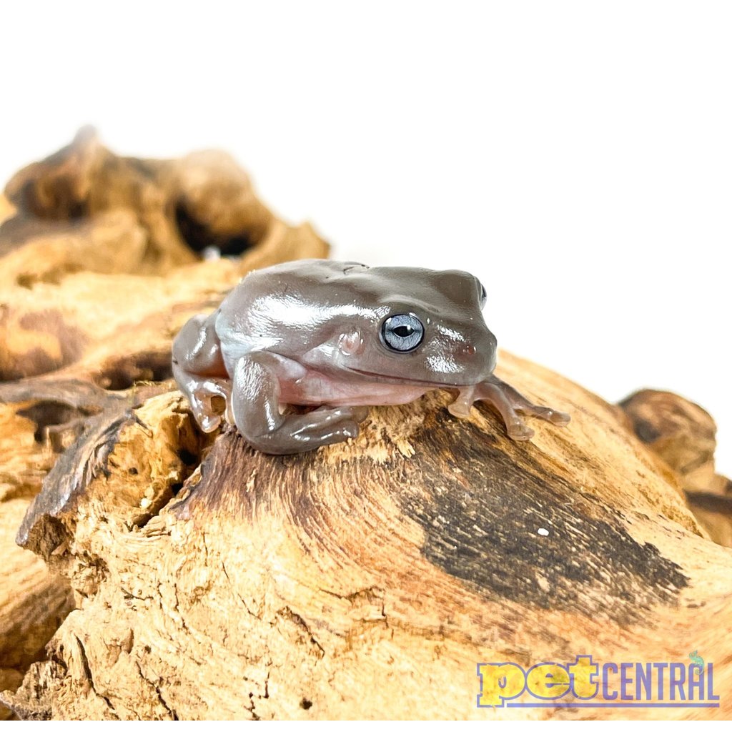 Captive Bred Australian Blue Eyed White's Tree Frog Baby (1")