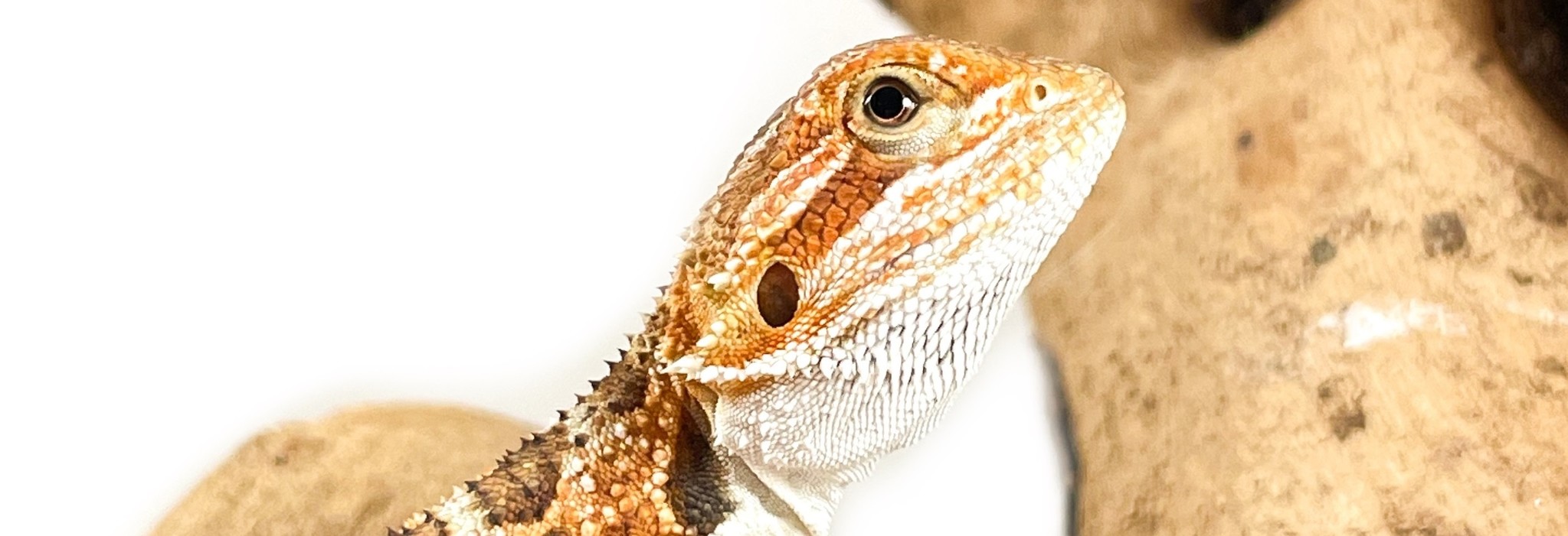 Bearded Dragons For Sale