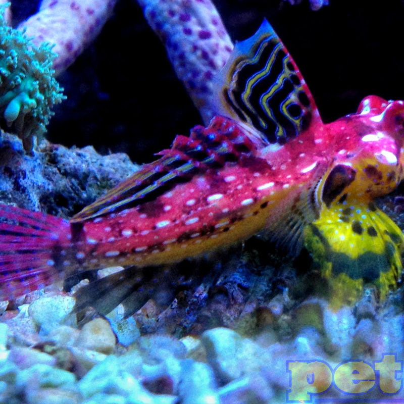 Ruby Red Scooter (Blenny) Dragonette MD