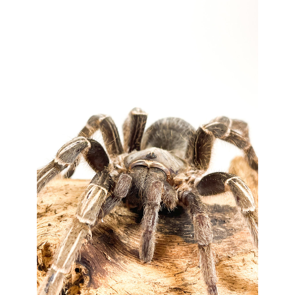 Stripe Knee Tarantula Adult