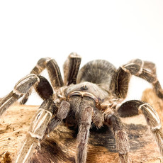 Stripe Knee Tarantula Adult