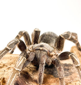 Stripe Knee Tarantula Adult