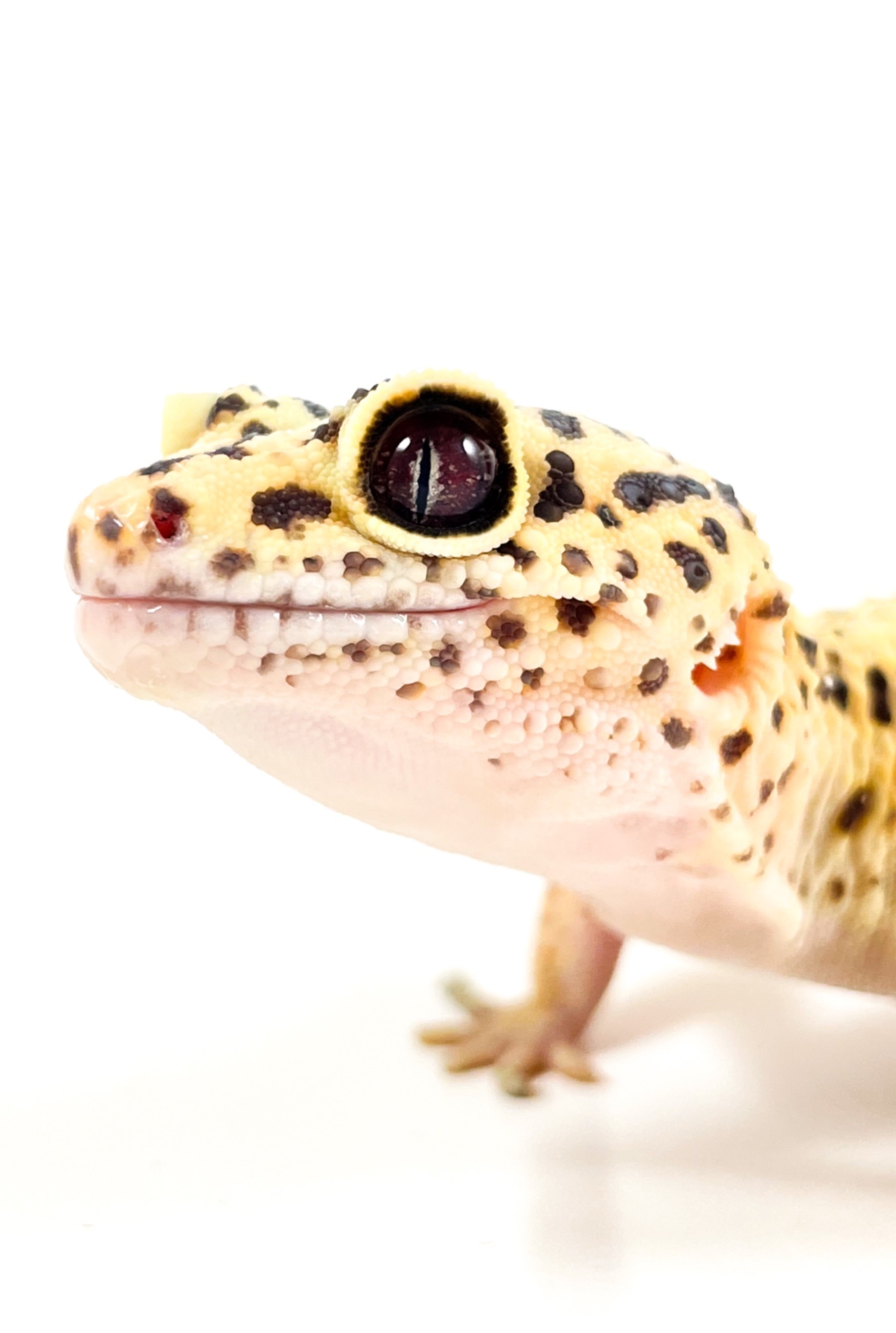 Pet Central Blog - Leopard Geckos - Pet Central