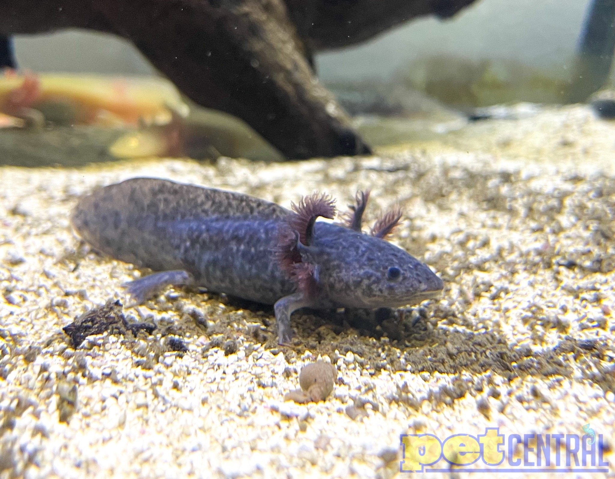 Feeding your axolotl