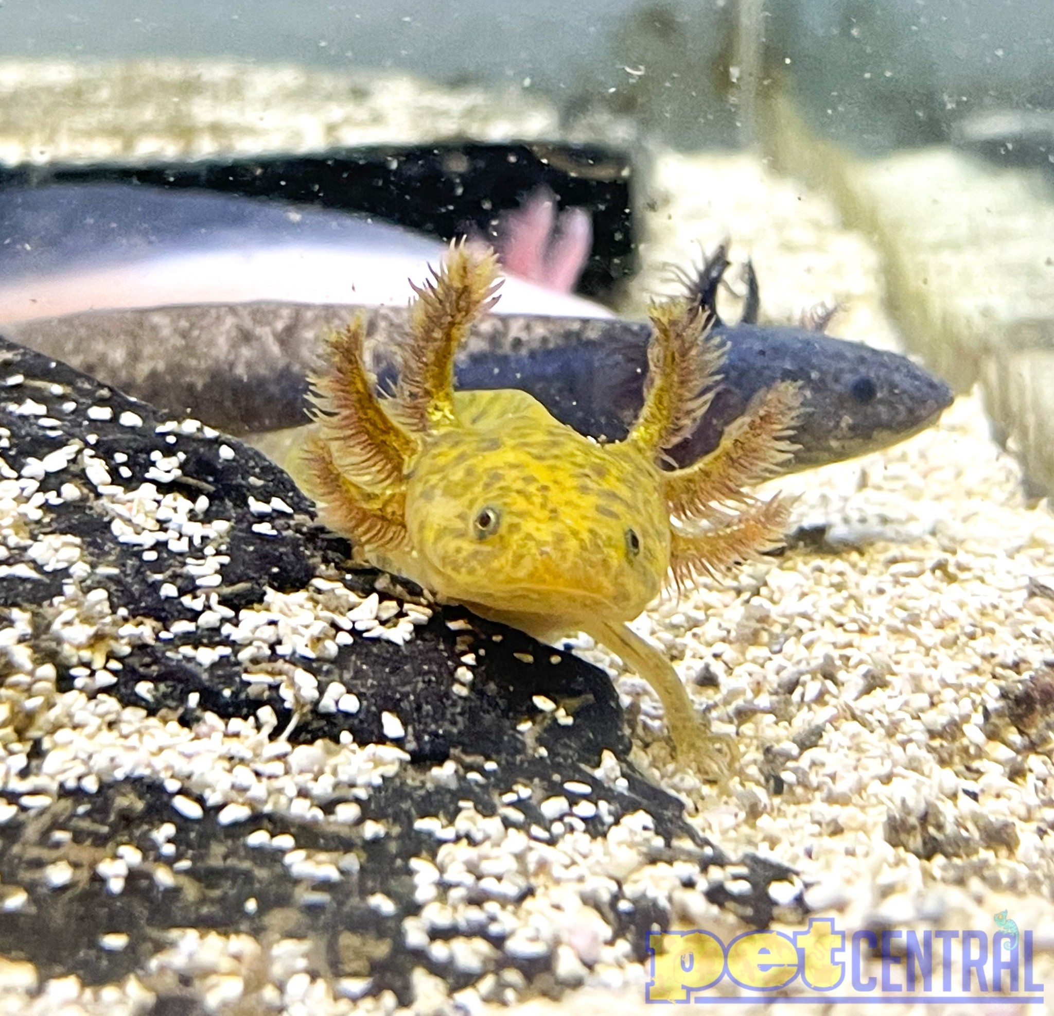 Feeding your axolotl