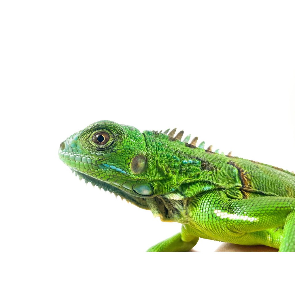 Captive Bred Green Iguana Baby (10"-15")