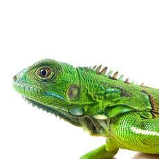 Captive Bred Green Iguana Baby (10"-15")