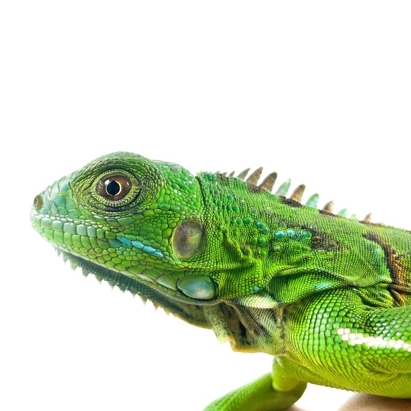 Captive Bred Green Iguana Baby (10"-15")