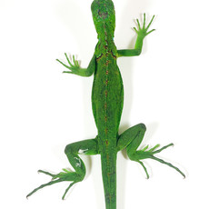 Captive Bred Green Iguana Baby (10"-15")