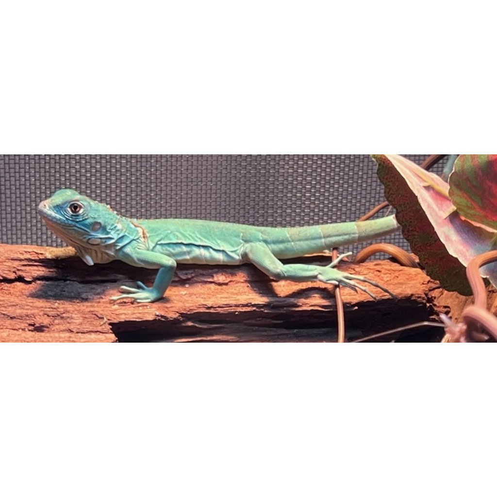 Captive Bred Blue Axanthic Iguana Baby (10"-15")