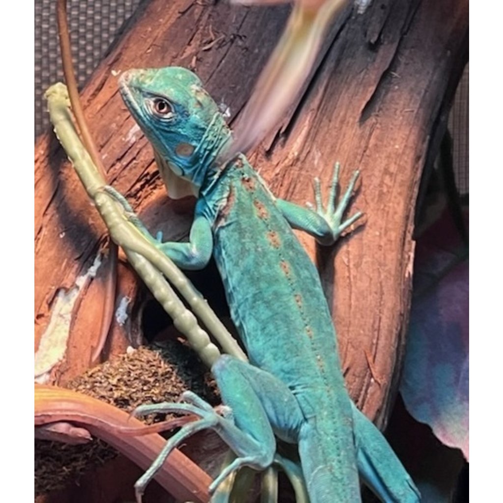 Captive Bred Blue Axanthic Iguana Baby (10"-15")