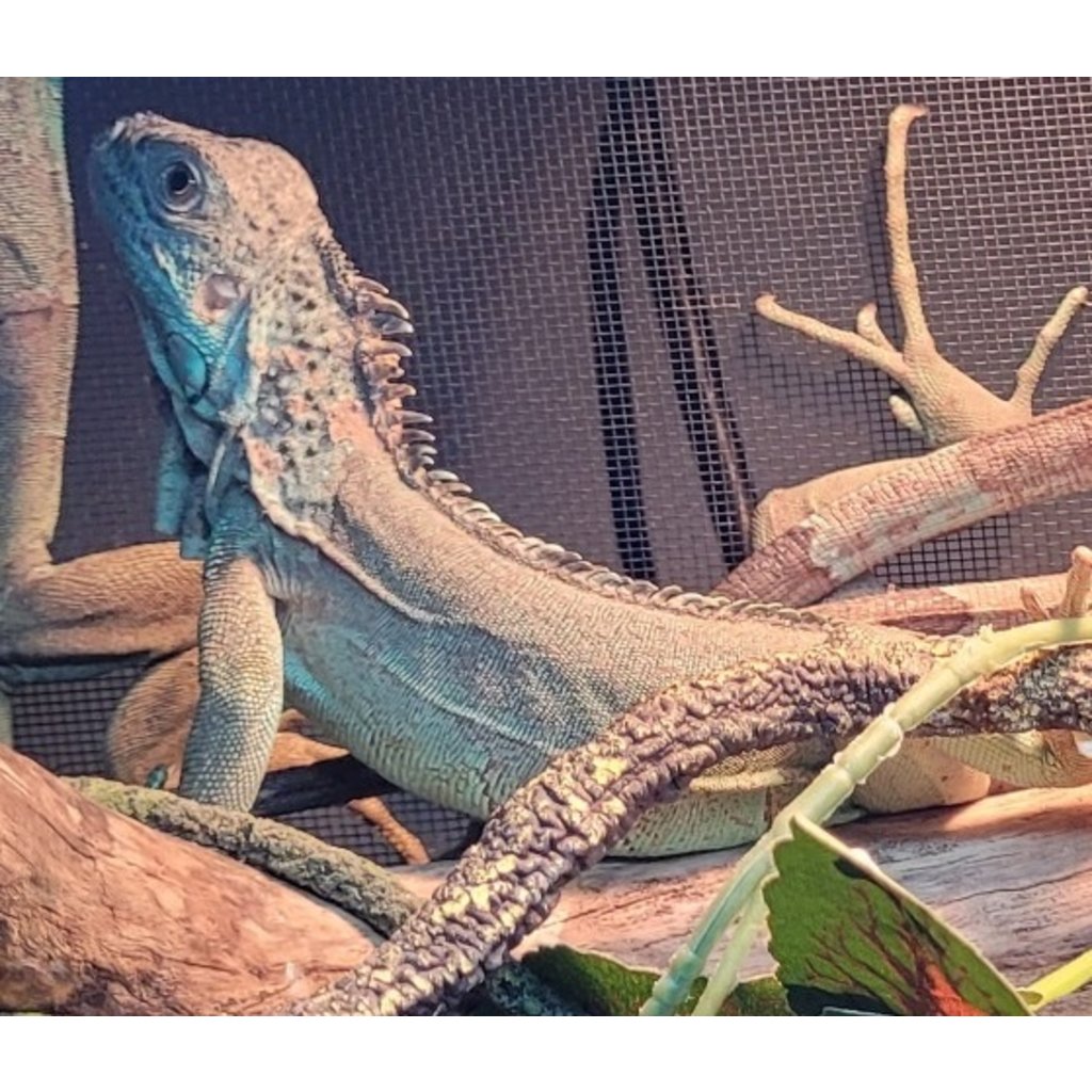 Captive Bred Blue Axanthic Iguana Juvenile (15"-26")