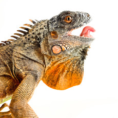 Captive Bred Red Iguana Baby (10"-15")