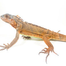 Captive Bred Red Iguana Juvenile (15"-26")