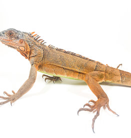 Captive Bred Red Iguana Juvenile (15"-26")