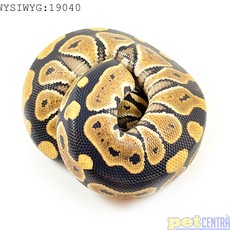 Captive Bred Special Ball Python (Male) Juvenile (20"-21") (19040)
